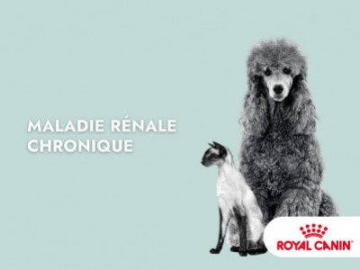 Maladie rénale chronique