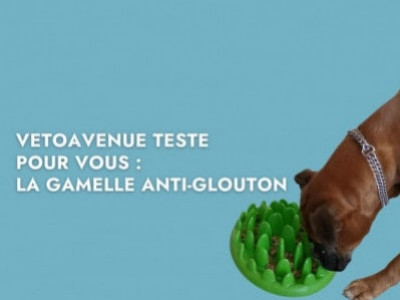 VetoAvenue teste pour vous : La gamelle catch interactive northmate pour chien