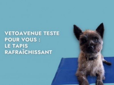 VetoAvenue teste pour vous : Le tapis rafraîchissant Trixie pour chien