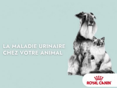 La maladie urinaire chez le chat et le chien