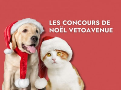 Concours de noël VetoAvenue