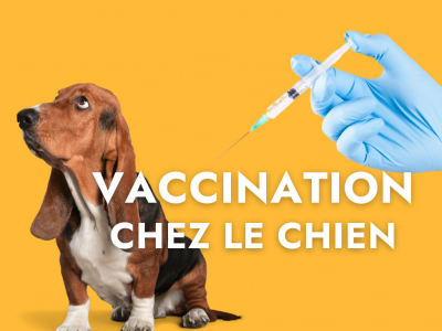 La vaccination chez le chien