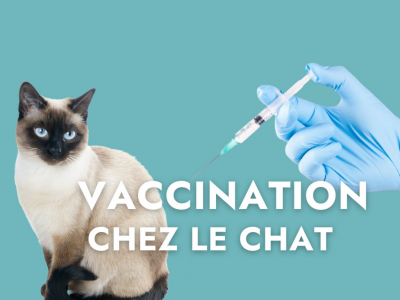 La vaccination chez le chat