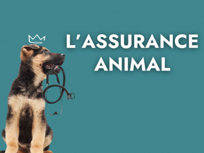 Tout savoir sur l'assurance pour votre animal