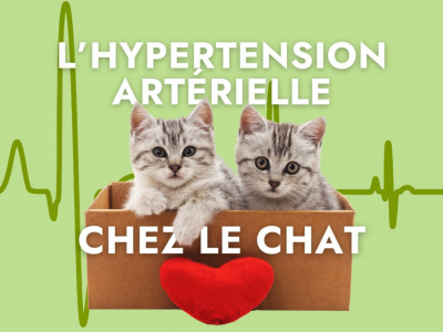 L'hypertension artérielle chez le chat