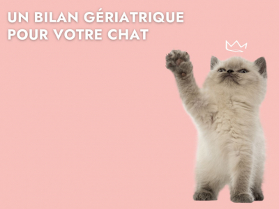 Votre chat est âgé ? Pensez au bilan gériatrique !