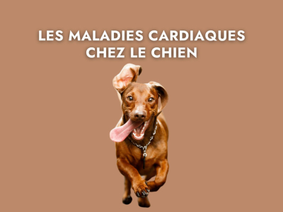 Les maladies cardiaques chez le chien
