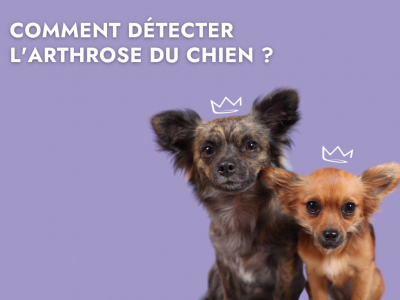 Comment détecter l'arthrose du chien ?