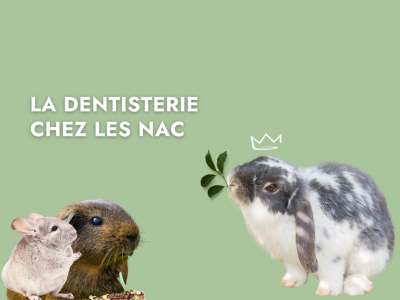 Les dents de mon lapin, cochon d'inde, chinchilla et autres