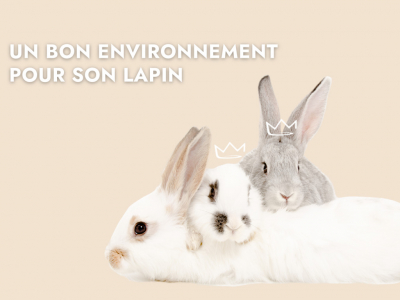 L'environnement du Lapin