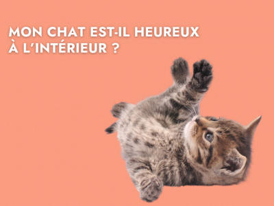 Votre chat peut-il être heureux en restant à l'intérieur ?