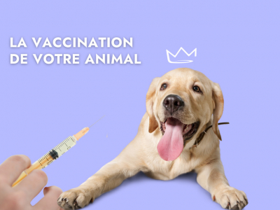 Comment et pourquoi vacciner mon animal ?