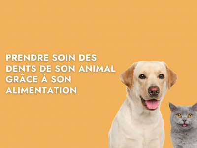 Prendre soin des dents de son animal grâce à son alimentation