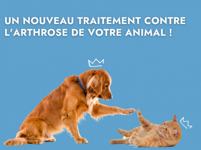 Un nouveau traitement révolutionnaire pour soulager l'arthrose de votre animal !