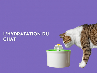 L'hydratation du chat