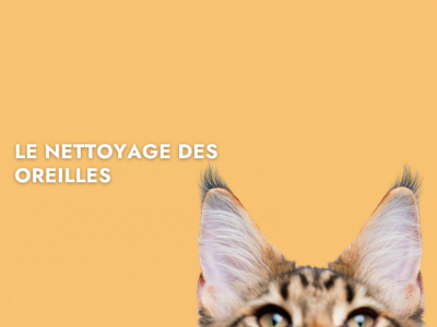 Le nettoyage des oreilles