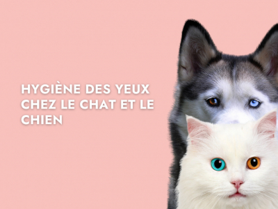 Hygiène des yeux chez le chat et le chien