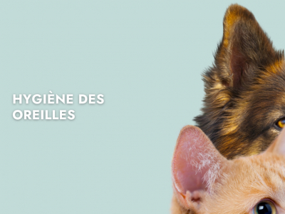 Conseils sur l'hygiène du chat