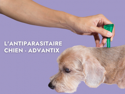 L'Antiparasitaire Chien - Advantix