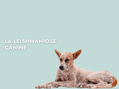La Leishmaniose Canine