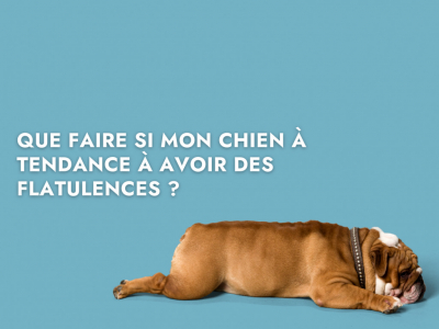 Que faire si mon chien a tendance à avoir des flatulences ?