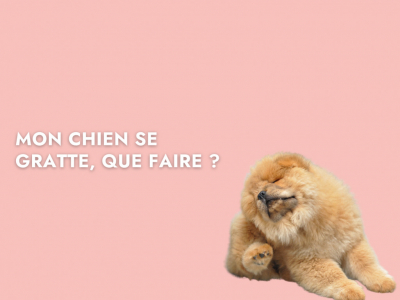 Mon chien se gratte, que faire ?