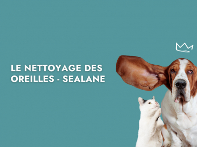 Le nettoyage des oreilles - Sealeane