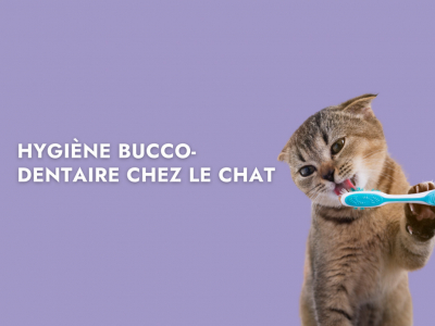 L'hygiène bucco-dentaire chez le chat